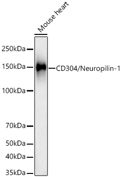 CD304/Neuropilin-1 Monoclonal Antibody