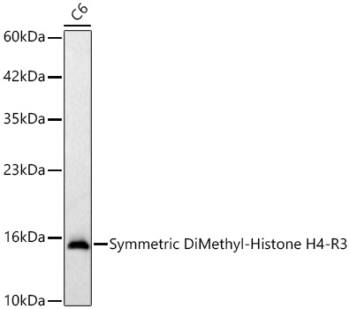 Symmetric DiMethyl-Histone H4-R3 Monoclonal Antibody [1F2Y5]