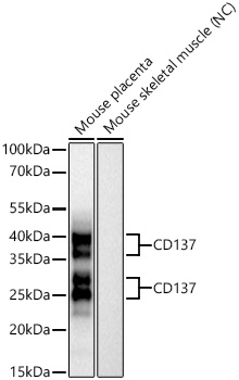 CD137 Monoclonal Antibody [8S9X4]