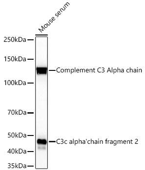 C3 Monoclonal Antibody [9P8C7]