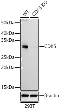 CDK5 Monoclonal Antibody [6I7E5]