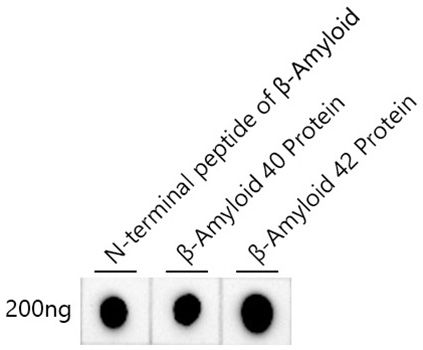 B-Amyloid Monoclonal Antibody [8F6L7]