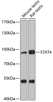 STAT4 Polyclonal Antibody
