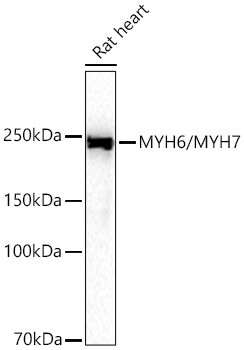 MYH6/MYH7 Monoclonal Antibody [6D4Z1]
