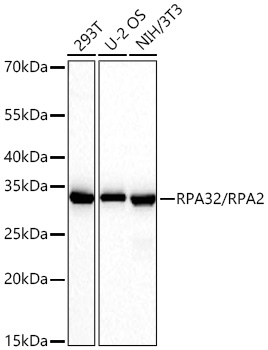 RPA32/RPA2 Monoclonal Antibody [7S8P9]