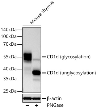 CD1d Monoclonal Antibody [4N8Q8]