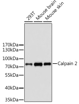 Calpain 2 Polyclonal Antibody