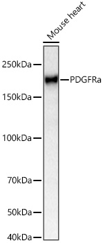PDGFRa Monoclonal Antibody [9L4K0]