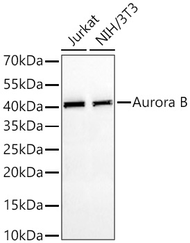 Aurora B Monoclonal Antibody [4O7R8]