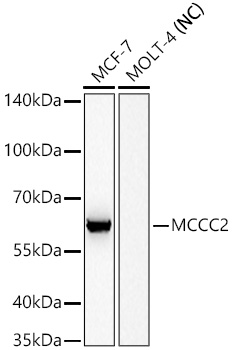 MCCC2 Monoclonal Antibody [1W5P5]