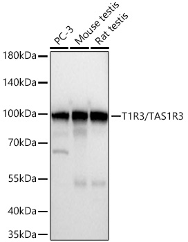 T1R3/TAS1R3 Monoclonal Antibody [5A0F1]