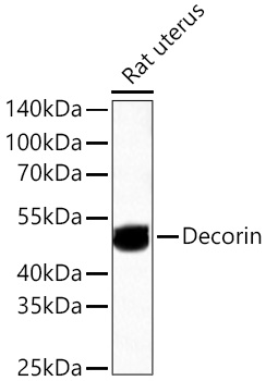Decorin Monoclonal Antibody [1Q7R3]
