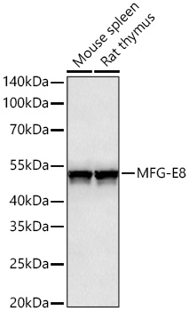 MFG-E8 Monoclonal Antibody [5R5P0]