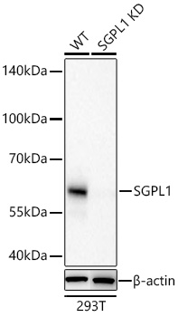 SGPL1 Monoclonal Antibody [3C2W4]