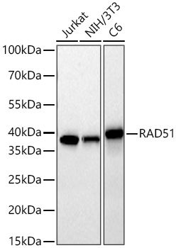 RAD51 Monoclonal Antibody [3B4Q9]