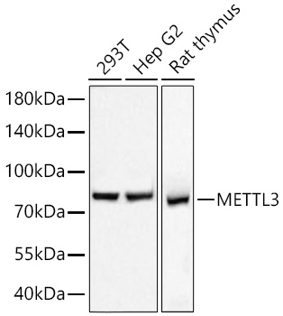 METTL3 Monoclonal Antibody [7Y4M7]