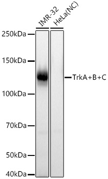 TrkA+B+C Monoclonal Antibody [8A7M10]