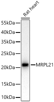 MRPL21 Monoclonal Antibody [3Q2Y1]