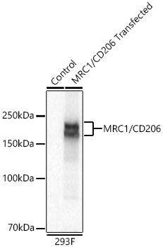 Mannose Receptor/CD206 Monoclonal Antibody [6E8Z6]