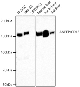 ANPEP/CD13 Monoclonal Antibody [10A3V1]