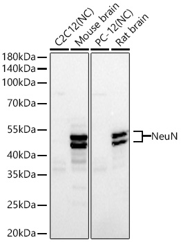 NeuN Monoclonal Antibody [6J5Z7]