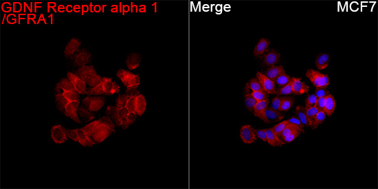 GDNF Receptor alpha 1/GFRA1 Monoclonal Antibody [9K10Y0]