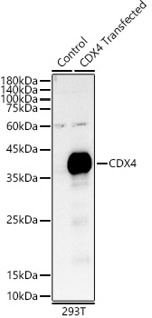 CDX4 Polyclonal Antibody