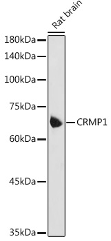 CRMP1 Polyclonal Antibody