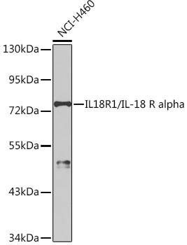 IL18R1/IL-18 R alpha Polyclonal Antibody
