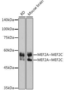 MEF2A+MEF2C Monoclonal Antibody [10I9G9]