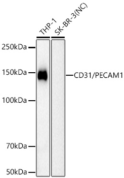 CD31/PECAM1 Monoclonal Antibody [8B6B6]
