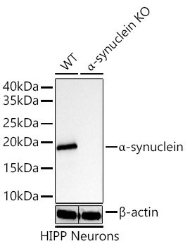 N-terminal alpha-synuclein Monoclonal Antibody [MJFF-B-3A4] [4J7Y6]