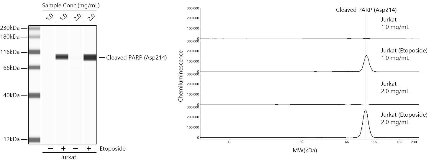 Cleaved PARP (Asp214) Monoclonal Antibody [7S5H7]