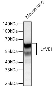 LYVE1 Monoclonal Antibody [4G2P9]
