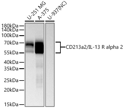 CD213a2/IL-13 R alpha 2 Monoclonal Antibody [9S2N9]