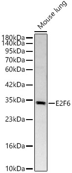 E2F6 Polyclonal Antibody