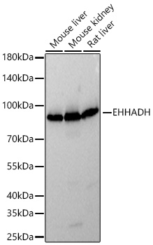 EHHADH Monoclonal Antibody [4O0A1]