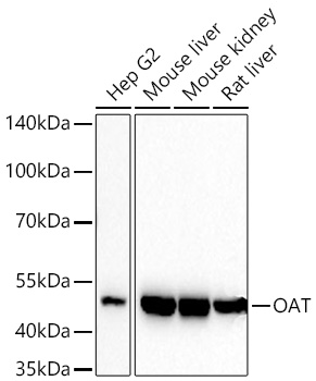 OAT Monoclonal Antibody [2N1F3]