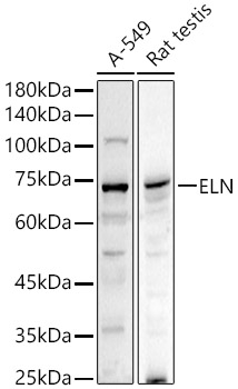 ELN Polyclonal Antibody