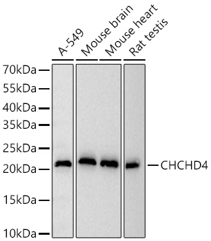 CHCHD4 Monoclonal Antibody [7K10L10]