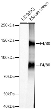 F4/80 Monoclonal Antibody [0C9E9]