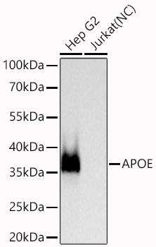 APOE Monoclonal Antibody [2L5A5]