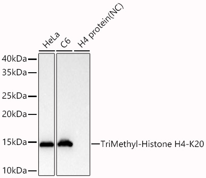 TriMethyl-Histone H4-K20 Monoclonal Antibody [4I5C1]