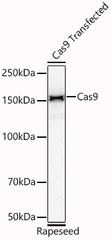 Cas9 Monoclonal Antibody [7N9O4]