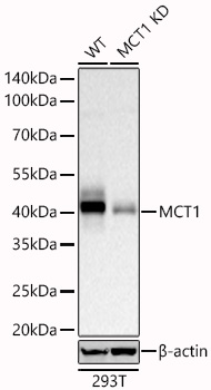 MCT1 Monoclonal Antibody [5J9K3]