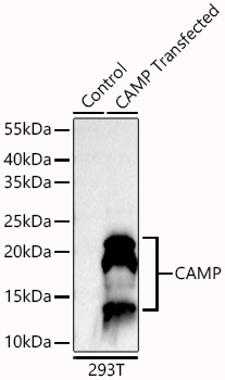 CAMP Monoclonal Antibody [8Z4J6]