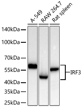 IRF3 Monoclonal Antibody [5N3H4]