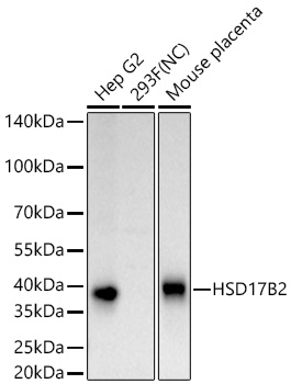 HSD17B2 Monoclonal Antibody [3M9I5]
