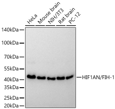HIF1AN/FIH-1 Monoclonal Antibody [6B8I2]