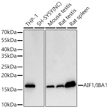 AIF1/IBA1 Monoclonal Antibody [2W2N6]